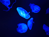 Jellies
